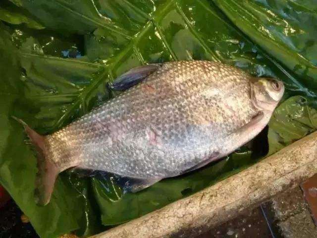 三花五羅十八子七十二雜魚(yú)都有啥（上）