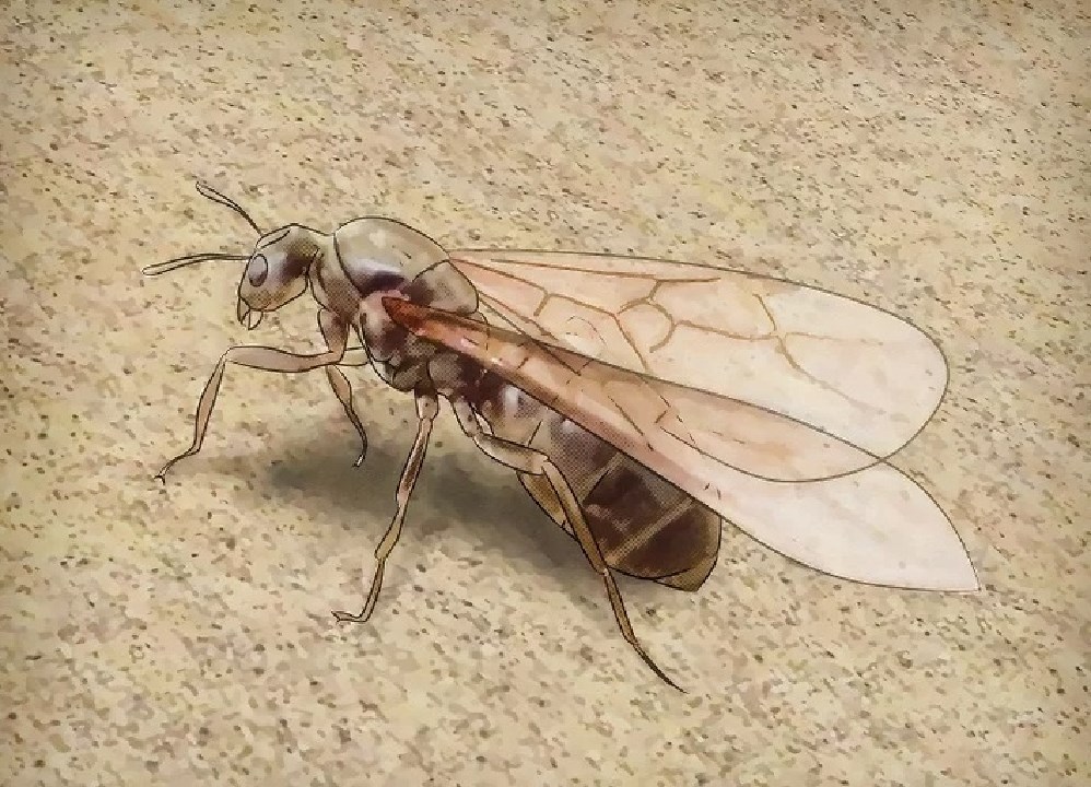 为什么有的蚂蚁能进化出翅膀?蚂蚁眼中的世界,和人有什么不同?