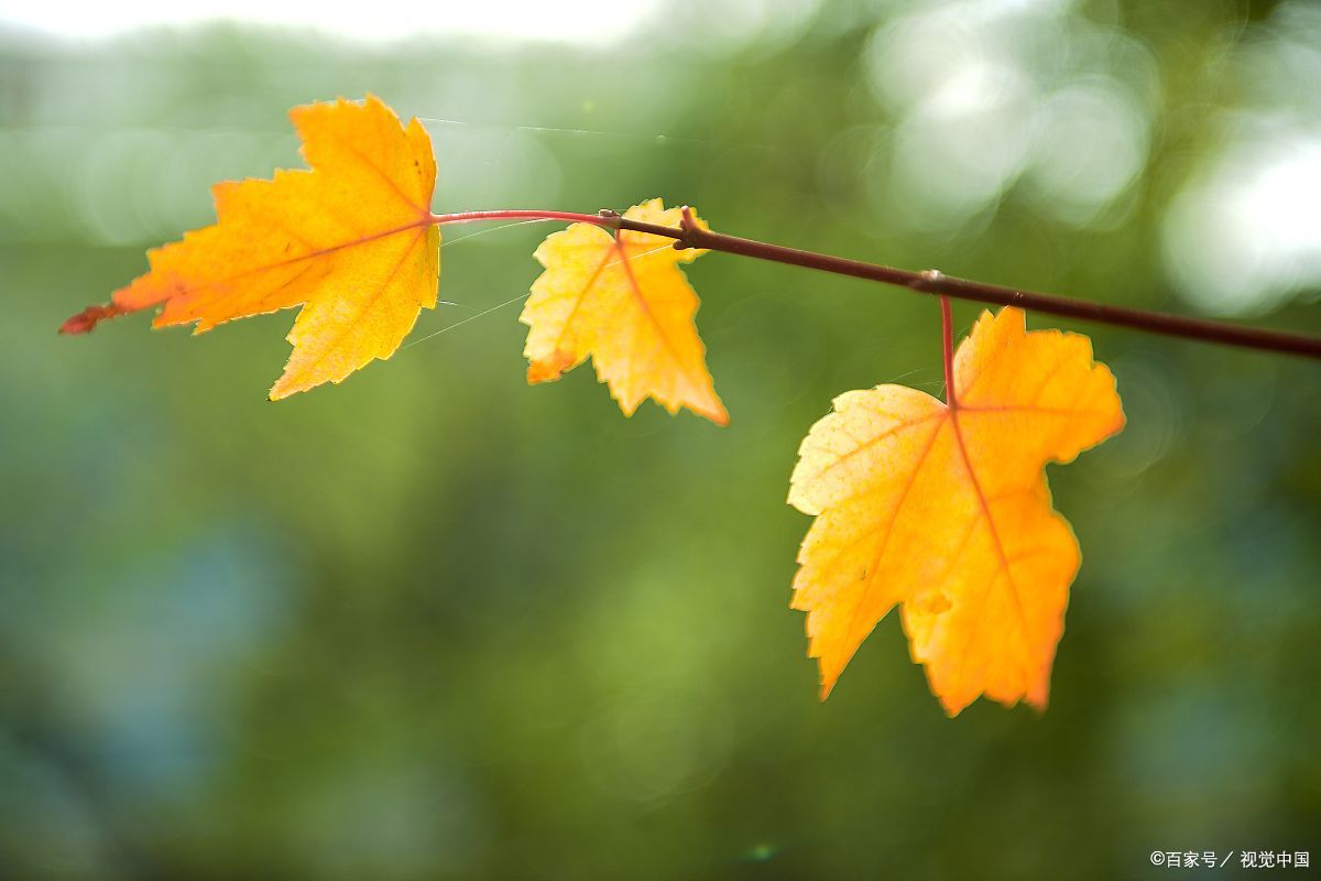 湖南农业大学在中国的农业类大学中，可以排名前十吗