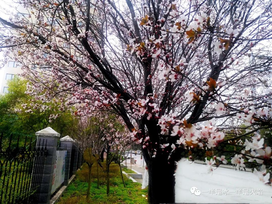 李花：一语天然万古新，豪华落尽见真淳