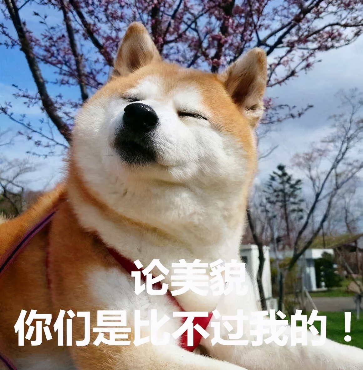 狗狗颜值巅峰榜：十大高颜值犬种惊艳亮相