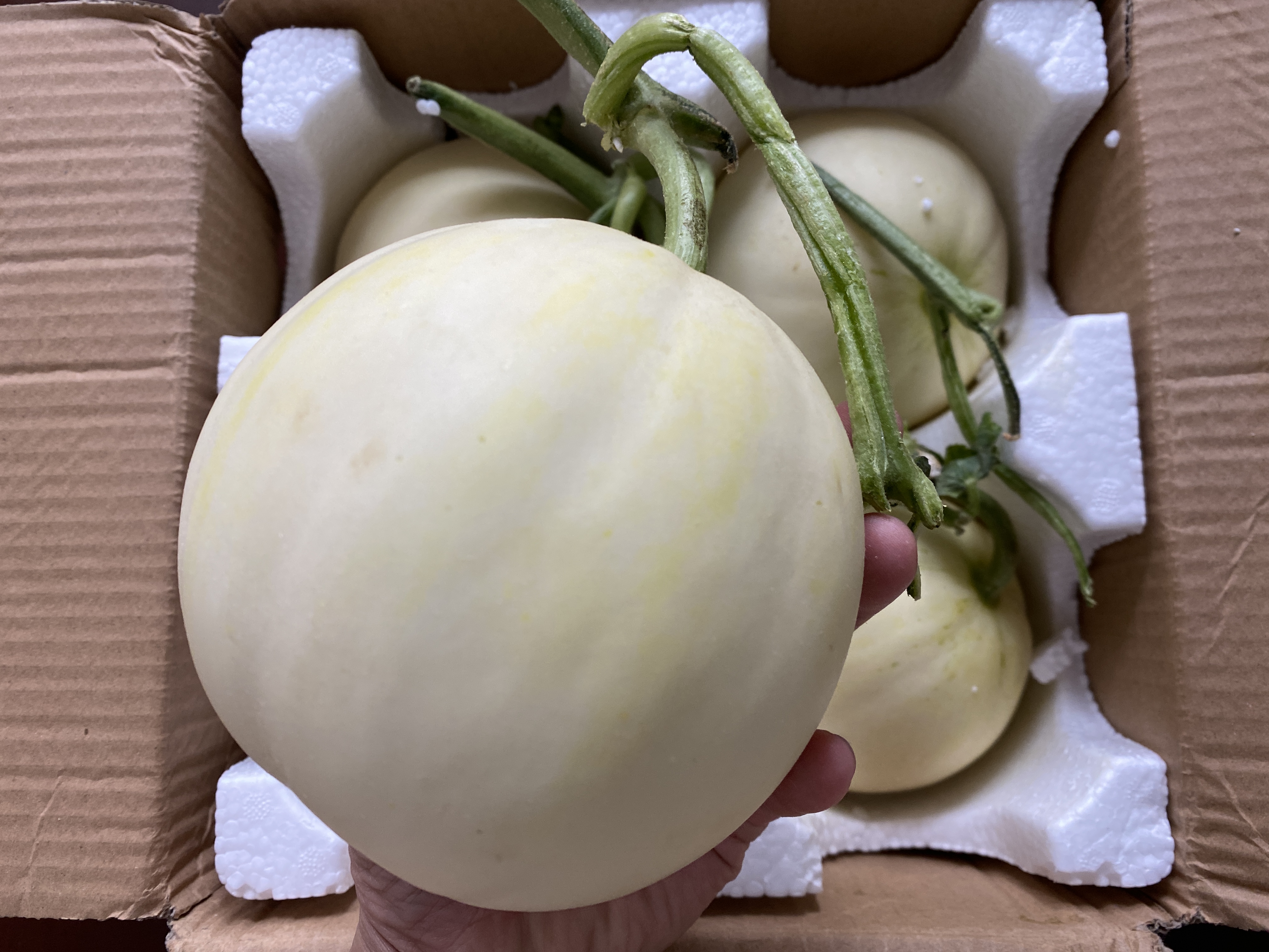 婴儿能吃伊丽莎白瓜吗(吃瓜界中的) - 乐宝宝贝