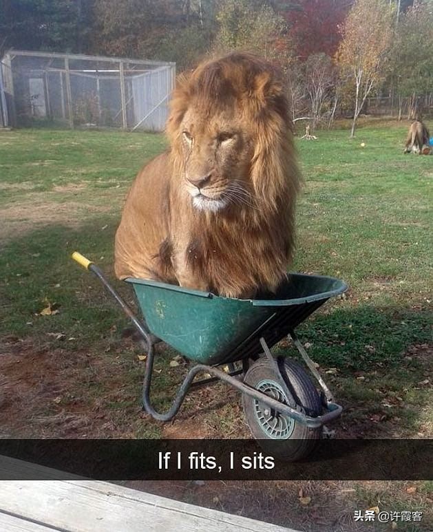 可以让你笑抽的萌宠搞笑瞬间:你说我傻,我笑你癫