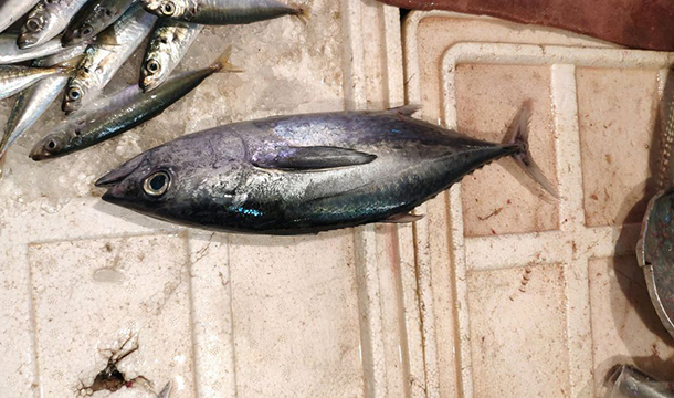 金槍魚(yú)多少錢(qián)一斤,金槍魚(yú)多少錢(qián)一斤2021