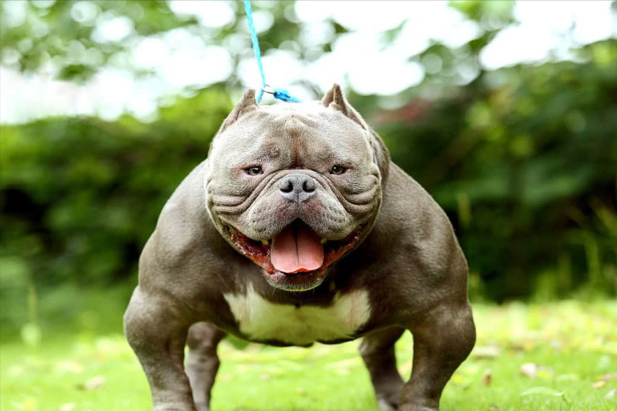 世界上被多国明令禁养的6大凶猛犬种，加纳利犬堪称“杀人犬”
