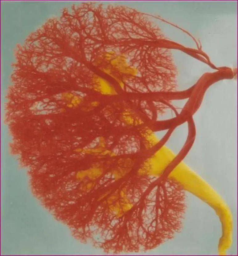 治肾脏病,中药副作用小?这味植物药毒过激素,使用须慎之又慎