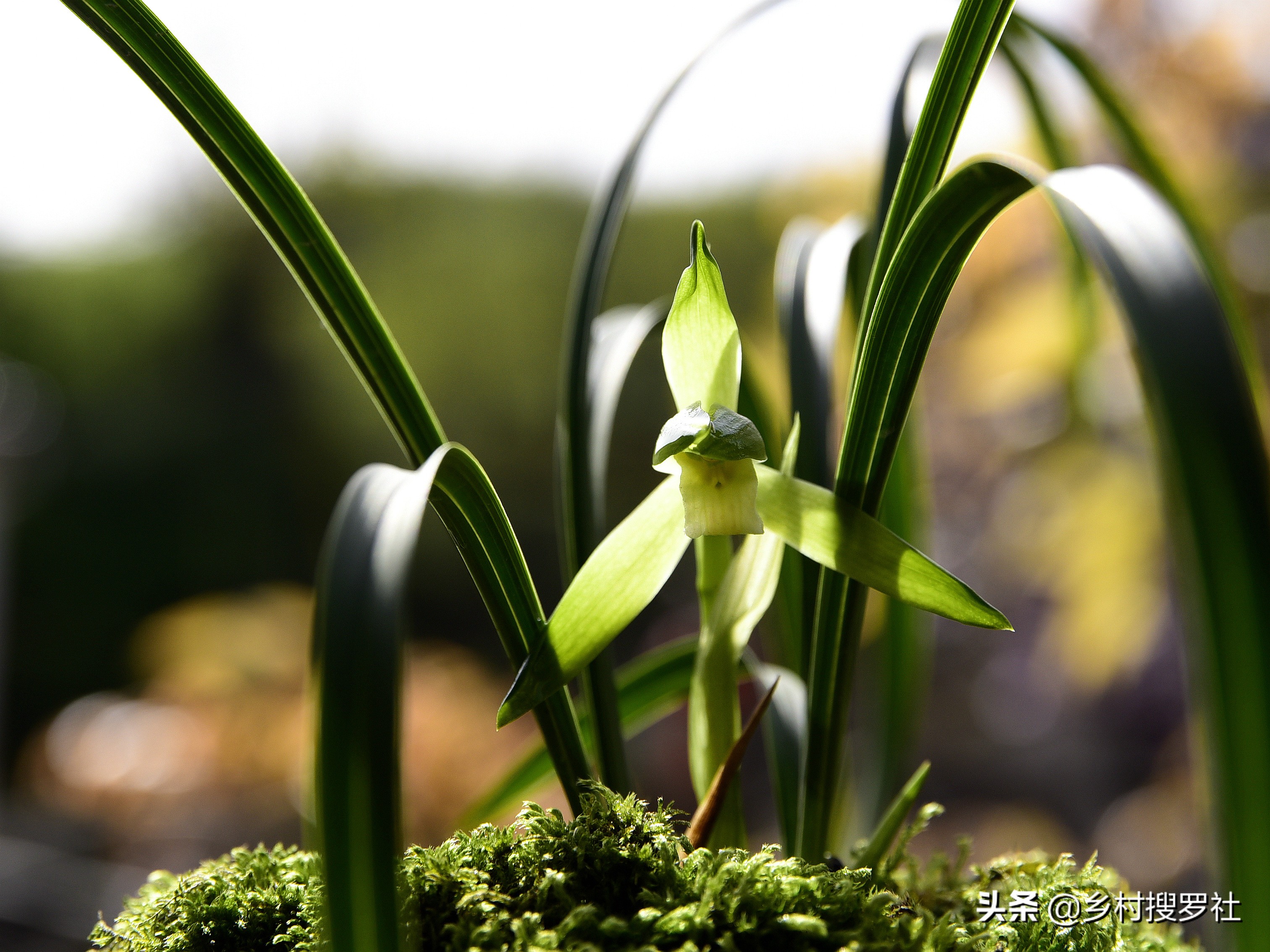 兰花开花的迷信说法(卧室养兰花，花旺人多病？是科学，还是迷信)