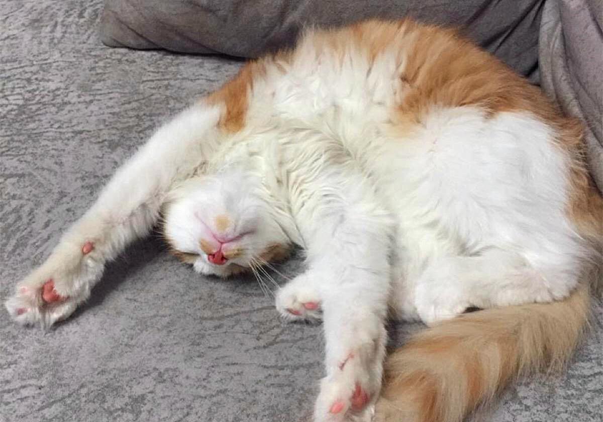 猫咪打呼并非睡眠质量高，还有感染疾病的可能，主人应提高警惕