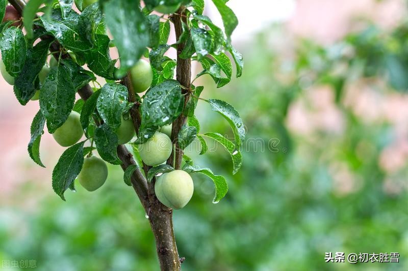 梅雨诗词五首：熟尽黄梅雨意深，梅子黄时雨