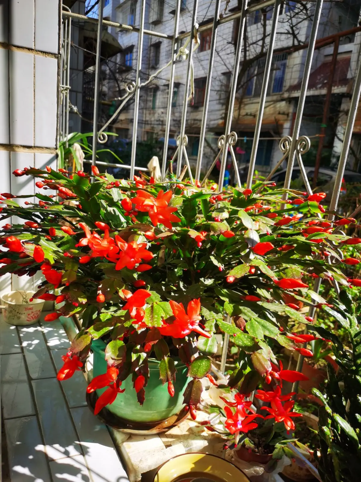 蟹爪兰的养殖方法和注意事项（蟹爪兰用什么肥料最好）