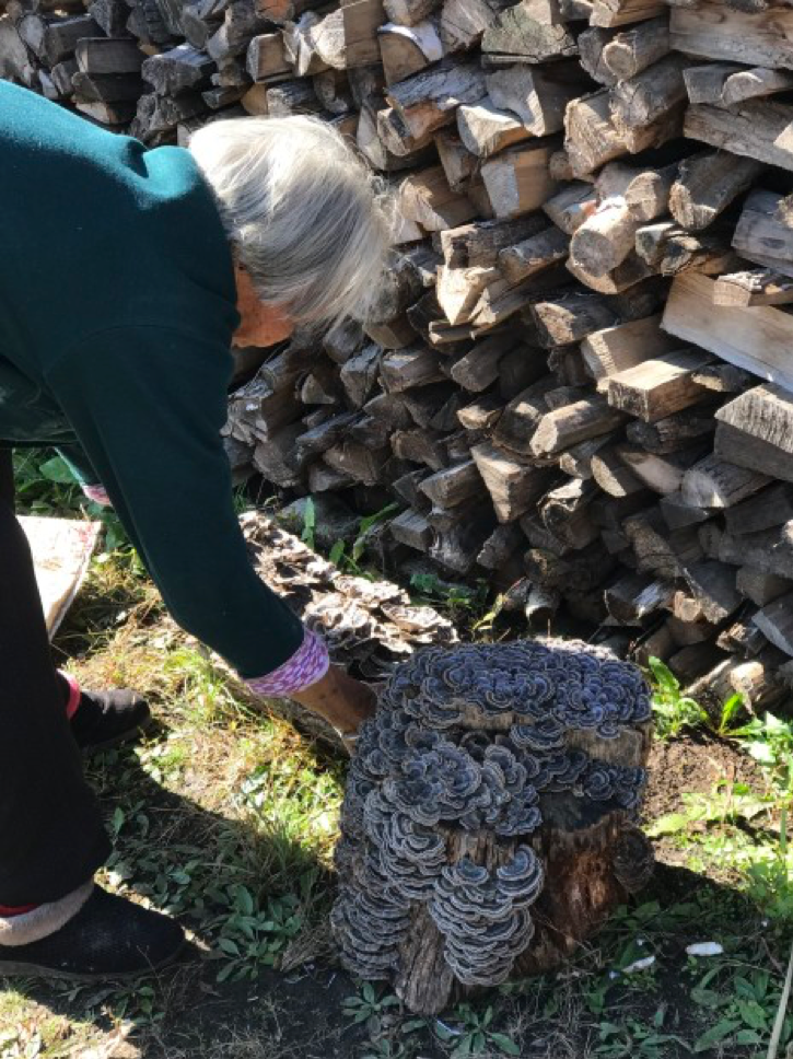 90后吉林农村女孩，初中毕业回大山，躲猛虎采野生灵芝年入百万