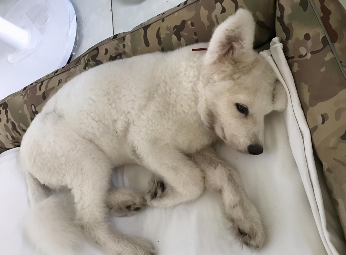 狗狗得了"细小"怎么治疗?