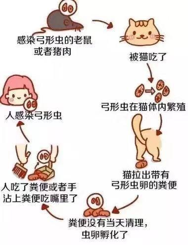 孕妇家庭养猫需要注意的事项(怀孕了，家里可以养猫吗？孕妈妈养猫需要注意哪些事项？)