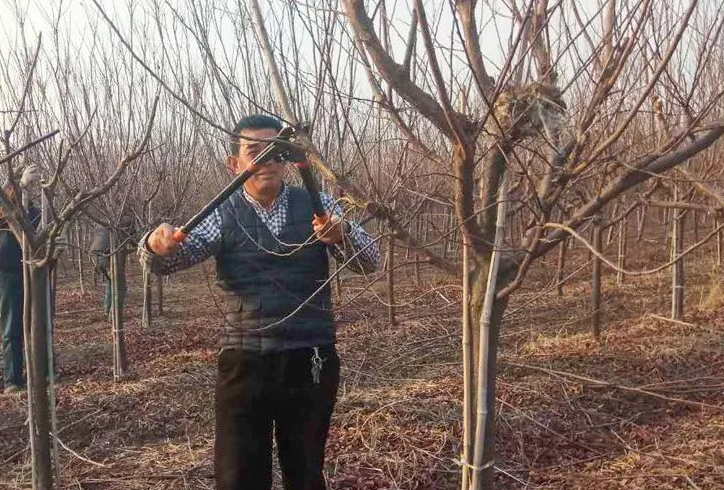 红叶李和樱花修剪有诀窍，后期塑形全靠这几个办法，值得一试