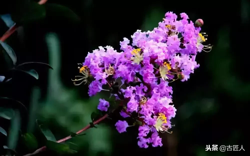 万紫千红的百花汇（百花汇中富含诗意的花）