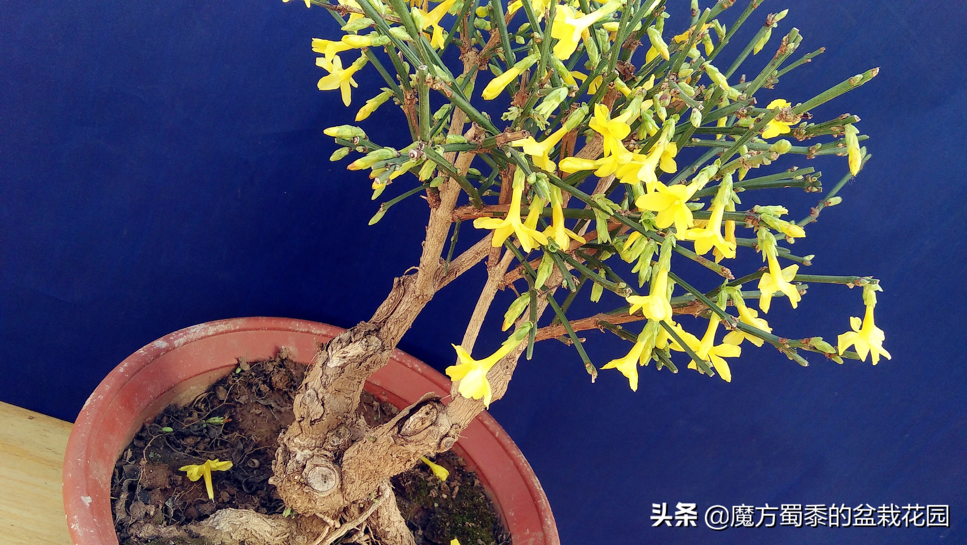 迎春花的花语和生长习性