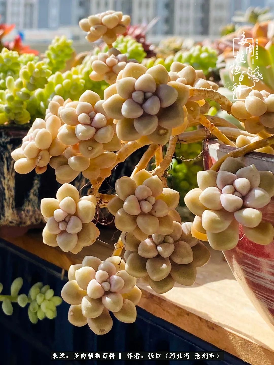 人生如同养多肉一样:欣然享受过程,坦然面对结果