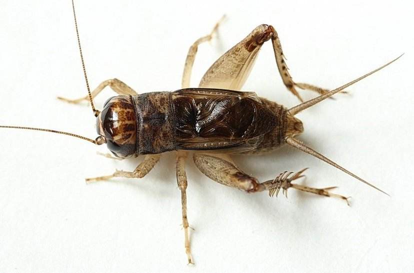 中国蟋蟀种类图片