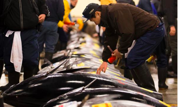 世界上最昂贵的鱼，一条曾卖到2000万天价，金枪鱼为何如此值钱？