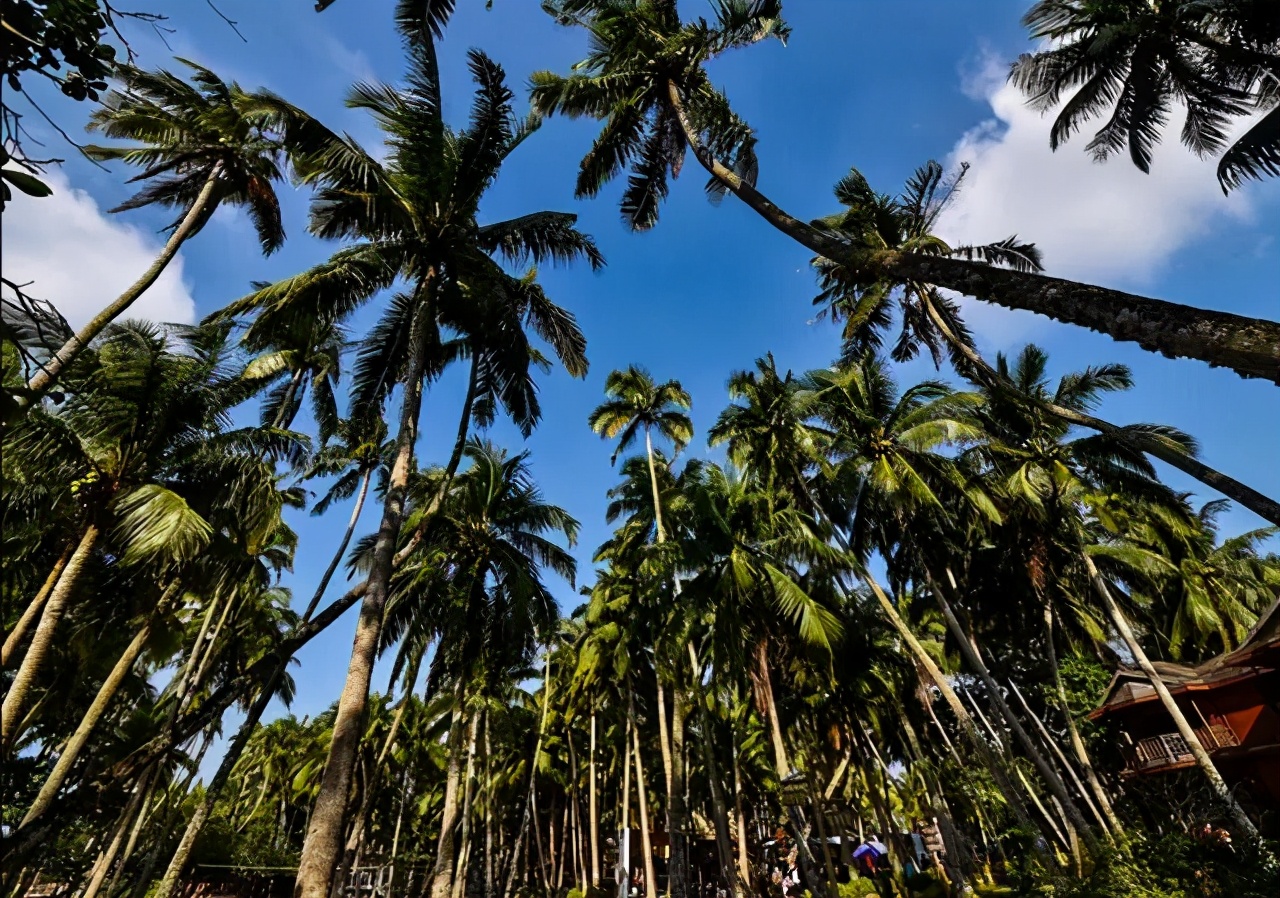 关于海风的唯美句子(东部海南椰风海韵) - 火句子