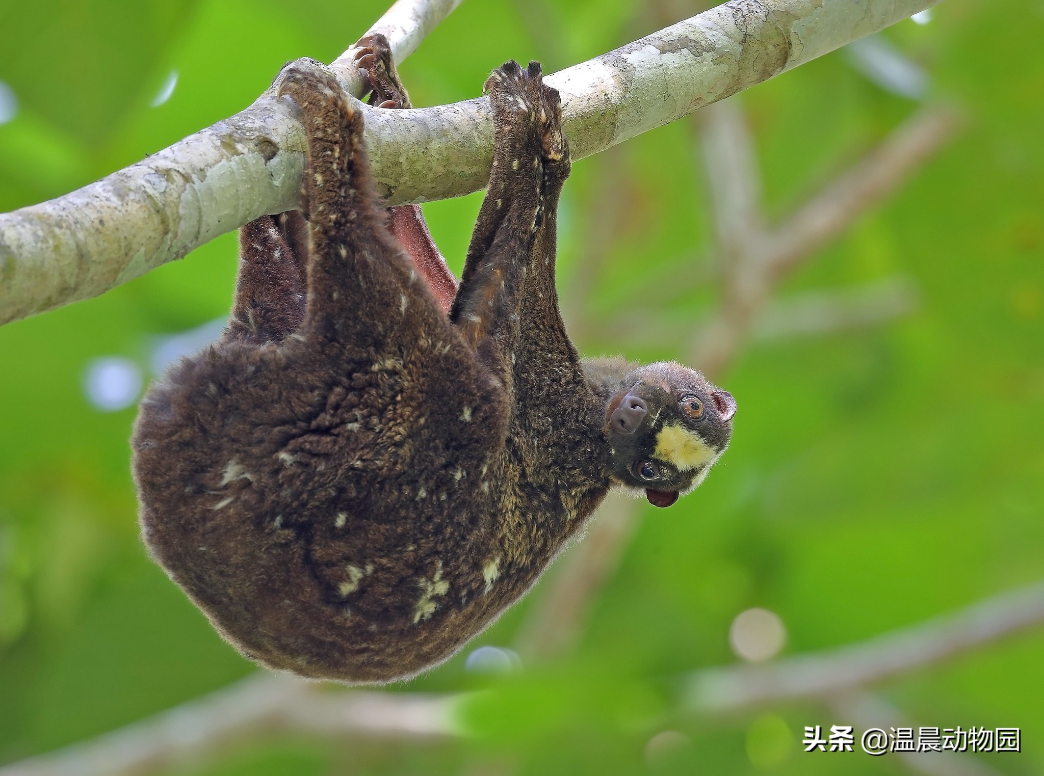 日本小飞鼠价格(辟谣) - 价格百科