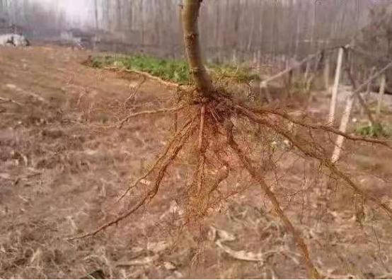 植物生理简介（植物生理的特性及土壤改良）