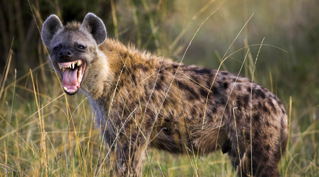 平头哥蜜獾的天敌众多,但没有一种对它们有严重危害,真是不好惹