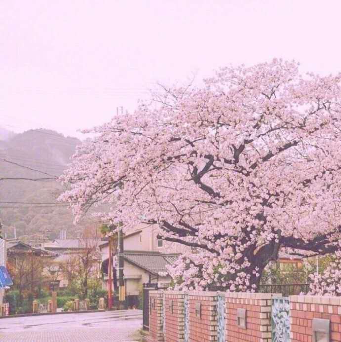 春风急，樱花杨柳雨凄凄，描写樱花的50首诗词惊艳了整个春天！