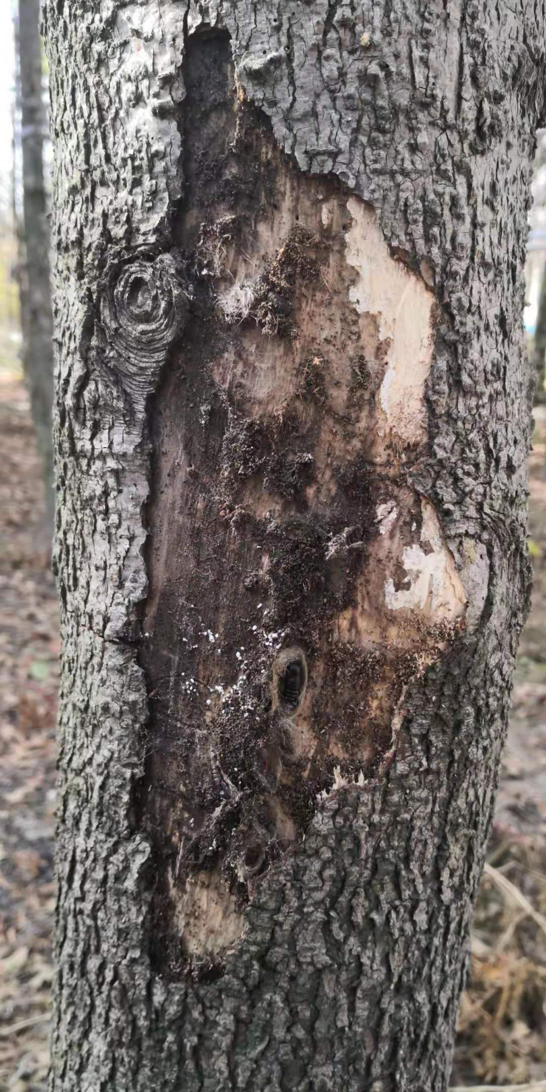 易于养护，抗逆性强！乡土树种为何总当配角？