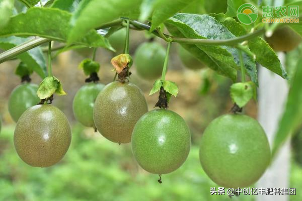 百香果几月份成熟上市（黄金百香果栽培技术）