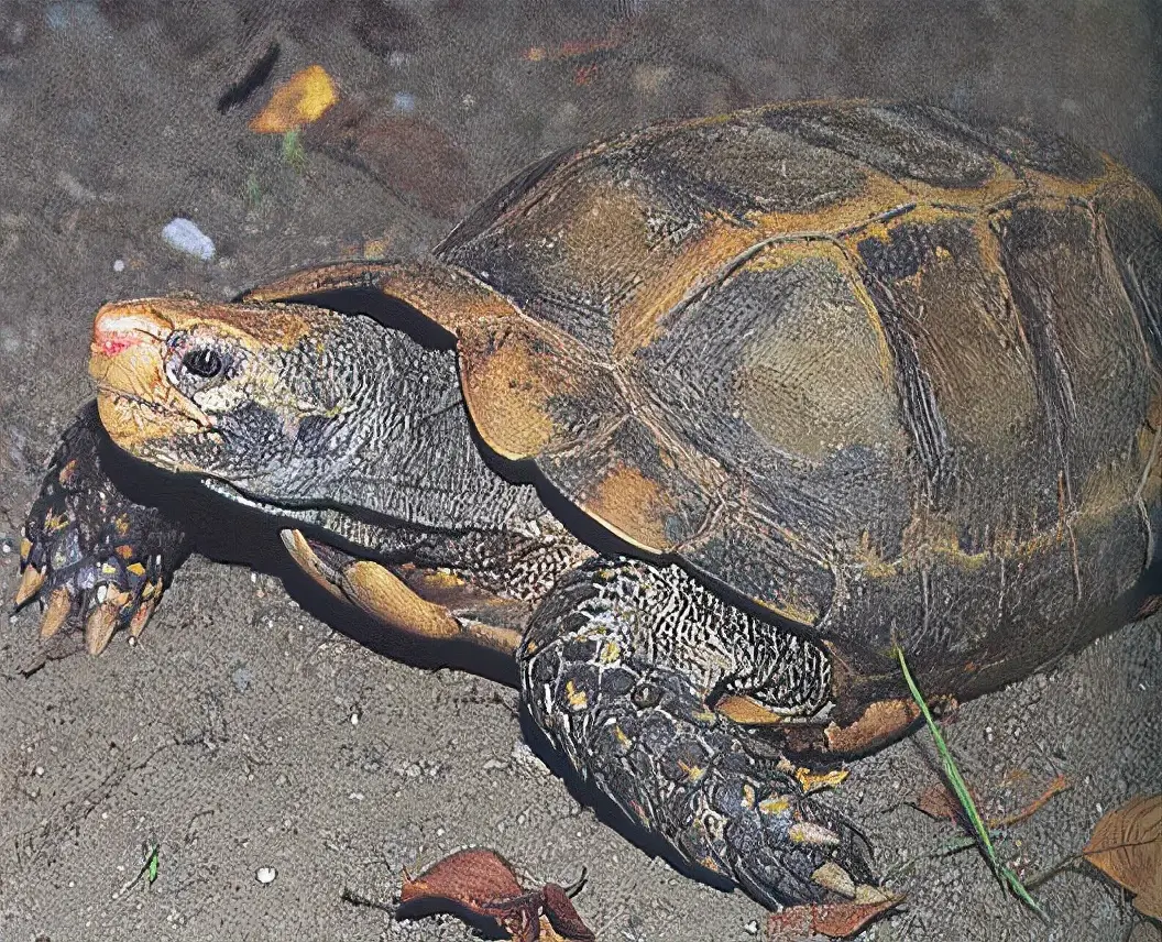 乌龟的种类图片及名称（乌龟的品种图片）