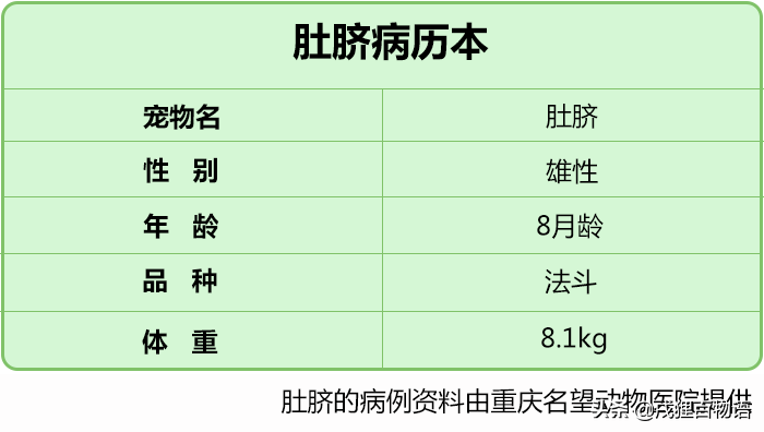 医院里的一只小法斗，竟然浑身都是针，简直被扎成了刺猬