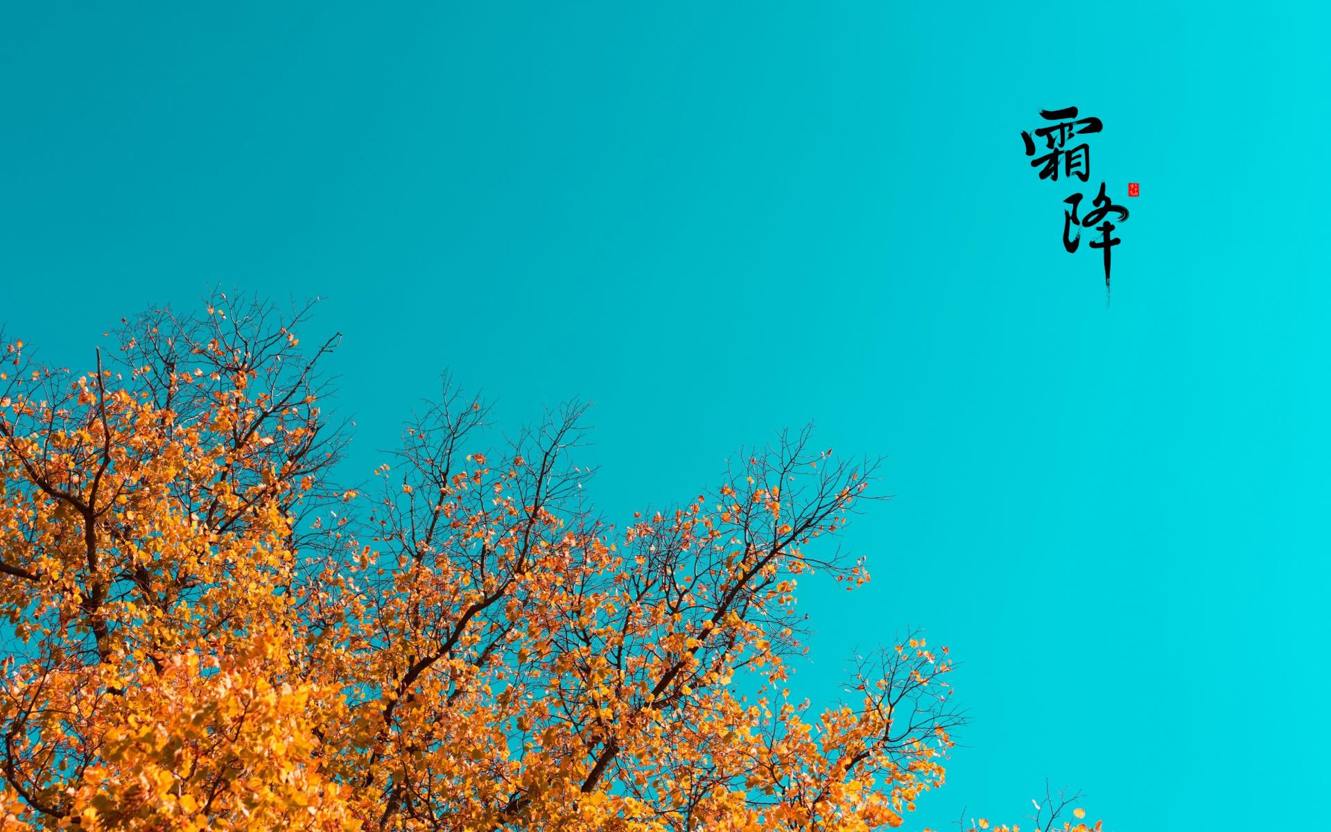 霜降：此岁将暮，淡暖清欢，人间至此秋色尽，草木摇落露为霜