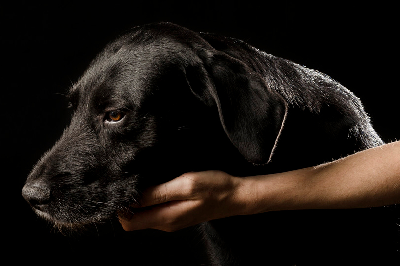 关于不推荐养黑狗的5个理由，网络用户认可。