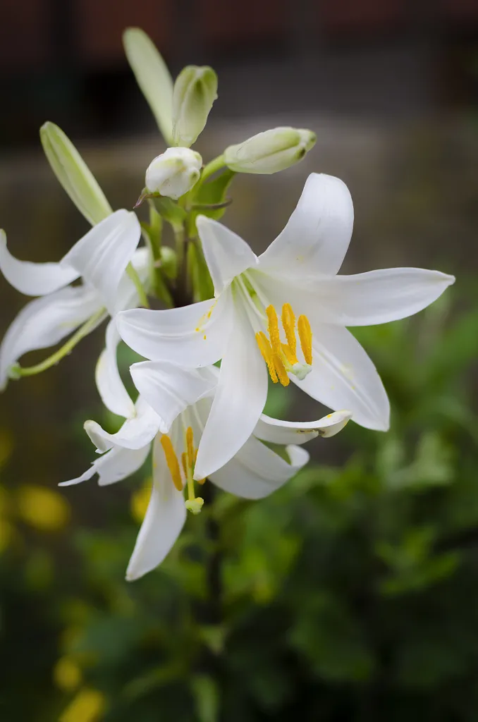 林梢一点风微起,吹作人间百合香
