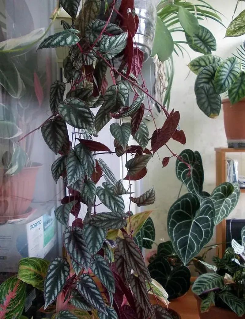 攀爬植物哪种比较好(6种可以养在室内的爬藤植物)