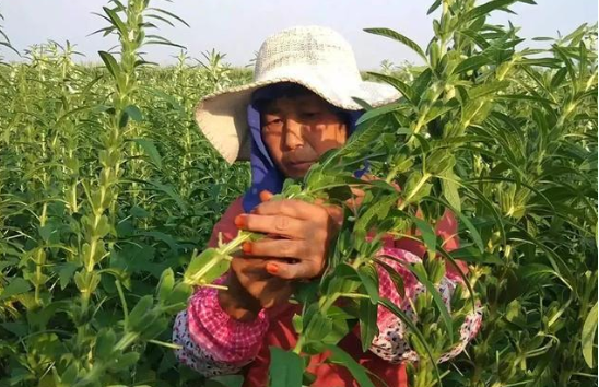 芝麻叶：你可能见过却不懂它能吃，晒干1斤35元，下面条是一绝