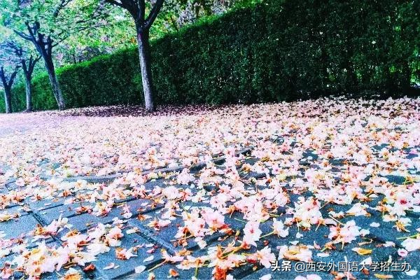 到底啥是佩奇？西安外国语大学这样回答