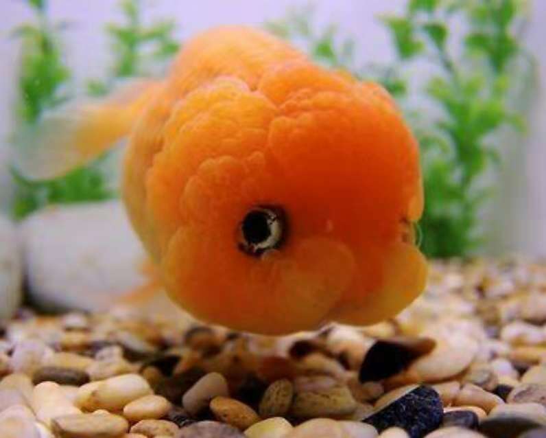 觀賞魚的種類圖片,觀賞魚的種類圖片和名字