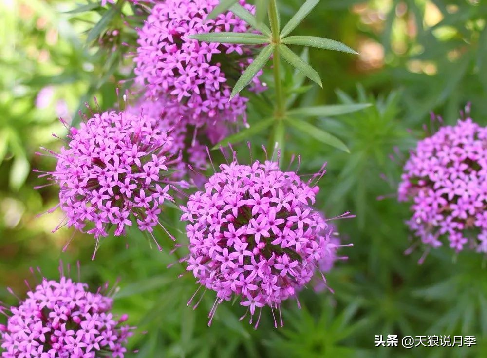 福禄考花期（5种草花适合在月季底部生长）