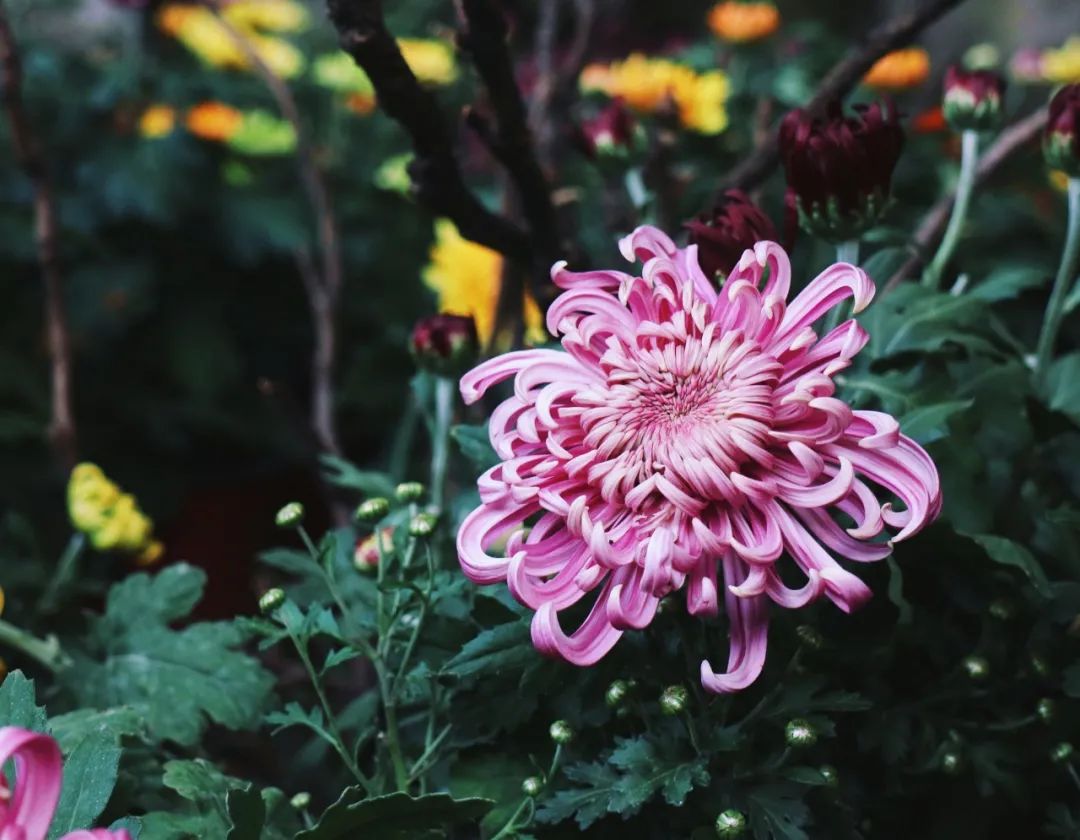 描写菊花的诗句古诗大全(10首赞美菊花最出名的诗句)