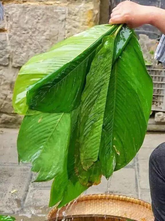 端午百科：年年吃粽子，粽叶是什么植物的叶子？天南海北不一样！
