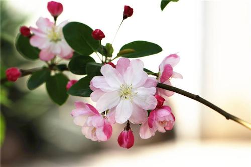 花语是希望的花有（盘点4种代表希望的花）