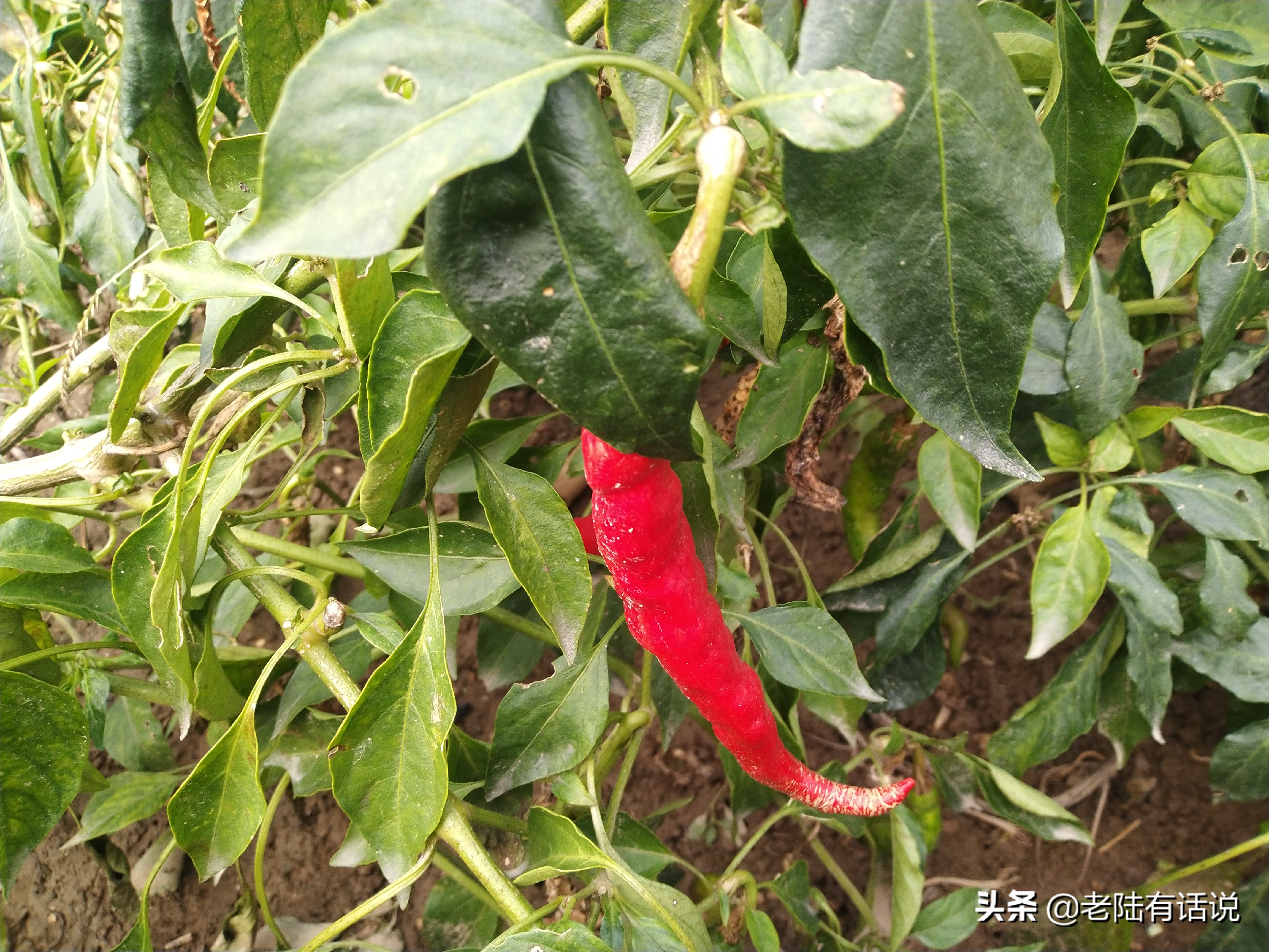 我的城市小菜园，我的田园之梦，金秋收获绿色食品