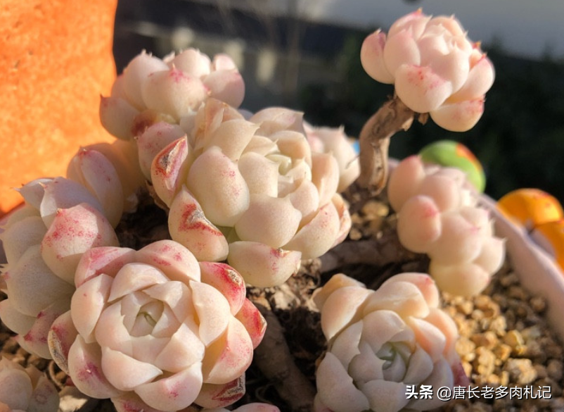多肉配土是按体积还是重量来算占比？这是让“萌新”很纠结的问题