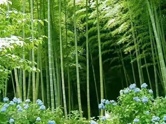 关于竹的散文片段

