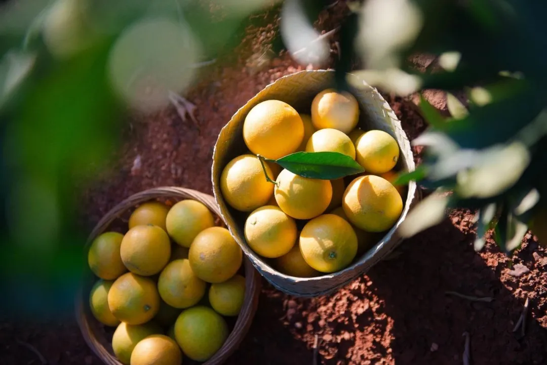 褚氏农业：从精神的传承，到数字化传“橙”