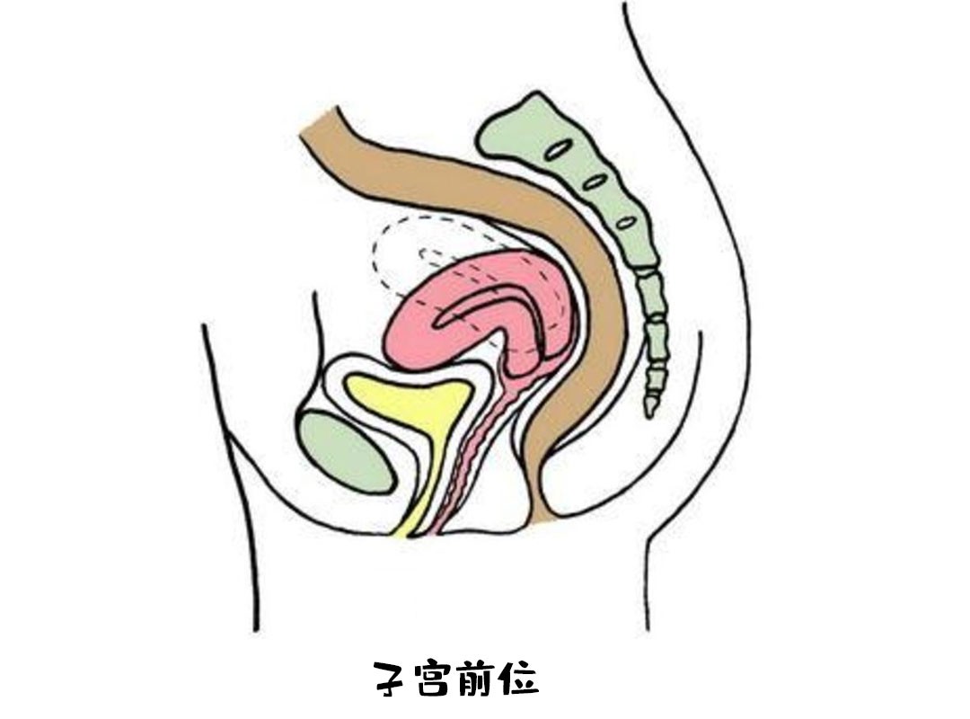 關於你所不知道的子宮後位與子宮前位