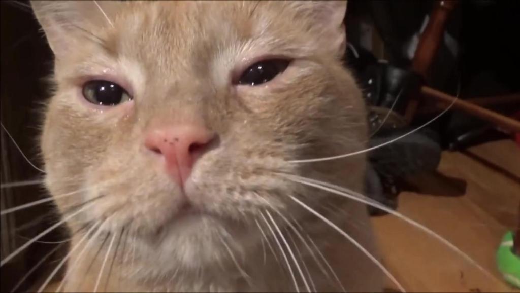 猫咪在什么情况下会流泪？猫咪流泪可能跟这6种情况有关