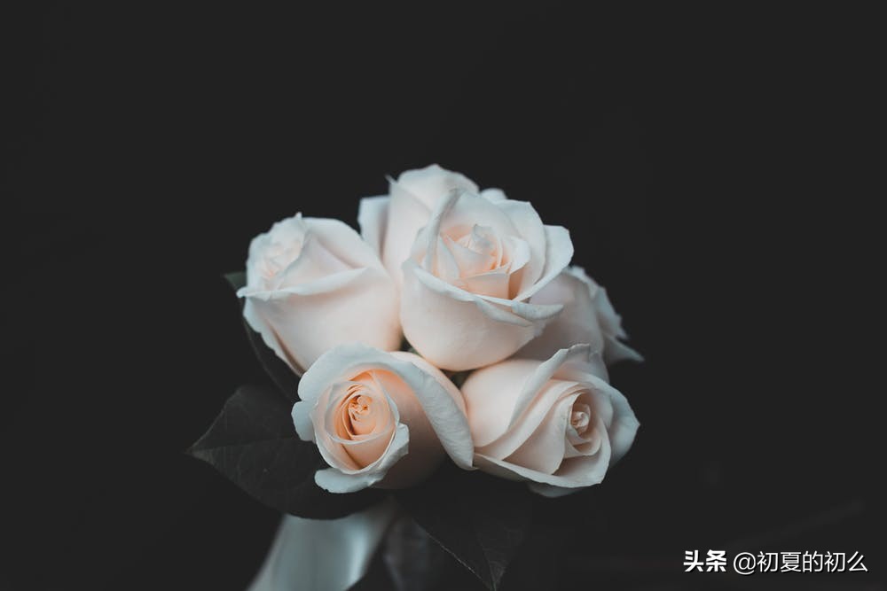 古风伤感句子 | 几段唏嘘、几世悲欢，可笑，我命由我不由天